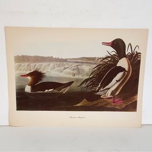 Vintage Audubon John  James Birds of America American Merganser Lithograph Print